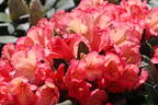 Rhododendron 'Barbarella' - Rhododendron yakushimanum 'Barbarella'