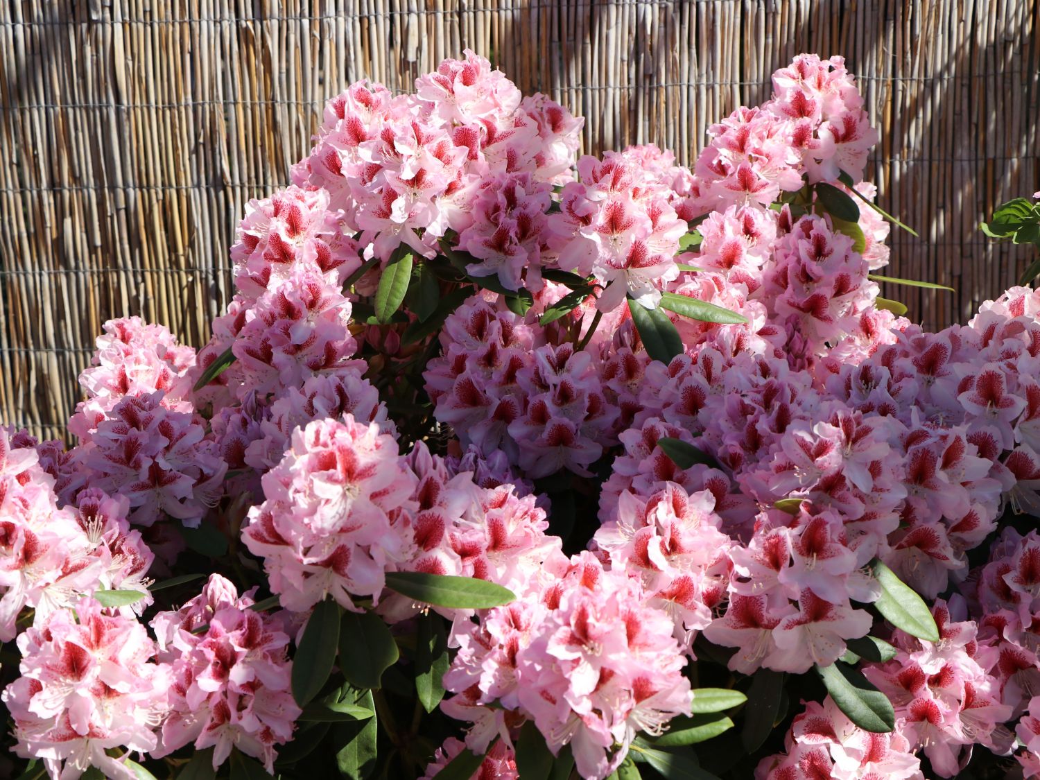 Rhododendron 'Belami' ®