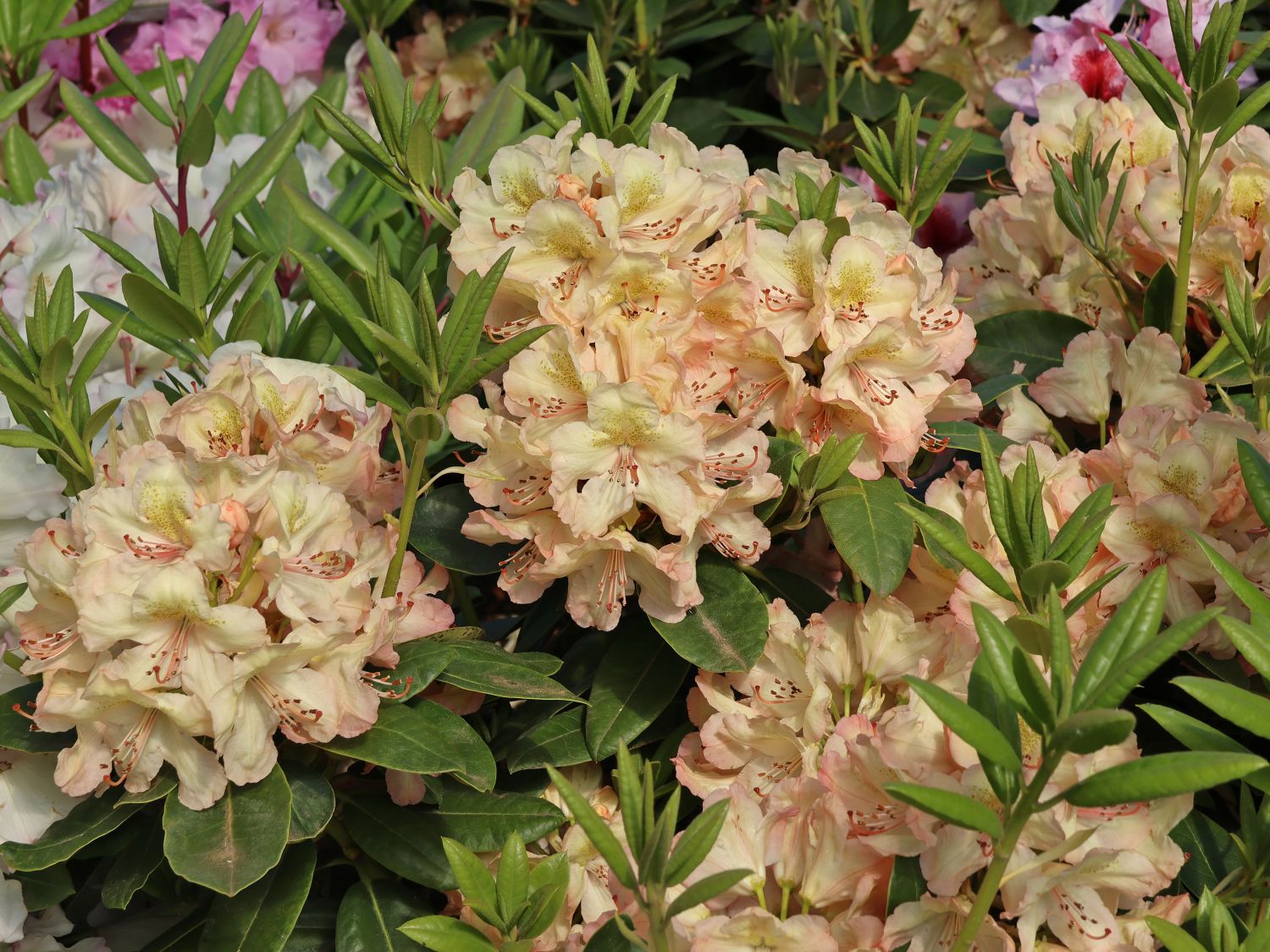 Rhododendron 'Belkanto'
