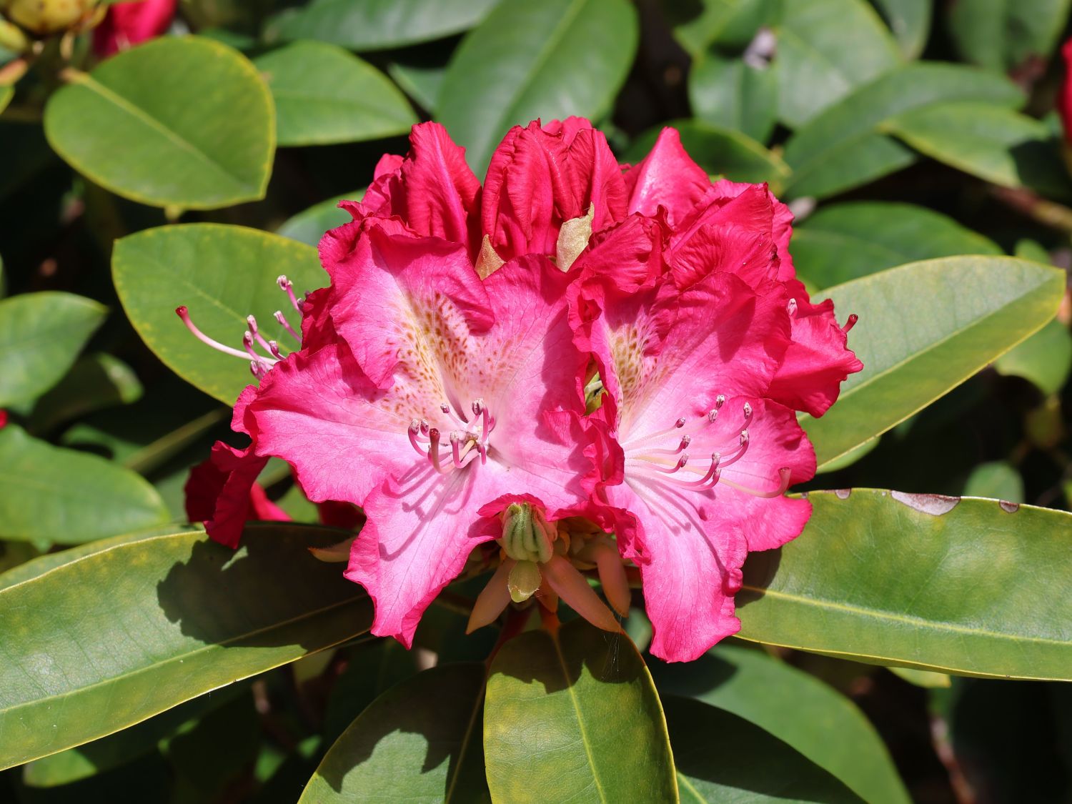 Rhododendron 'Berlinale'