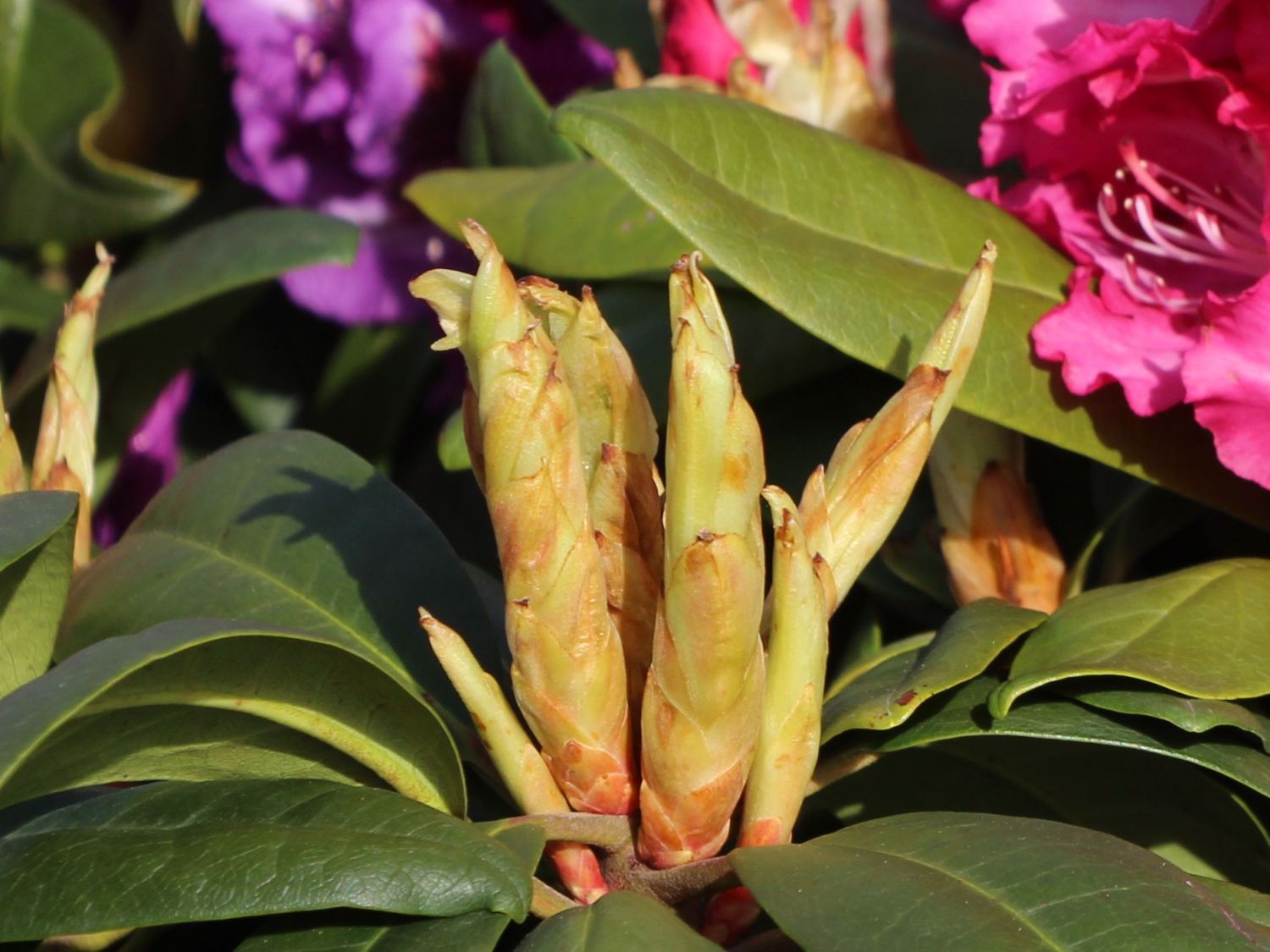 Rhododendron 'Berlinale' Rhododendron Hybride 'Berlinale