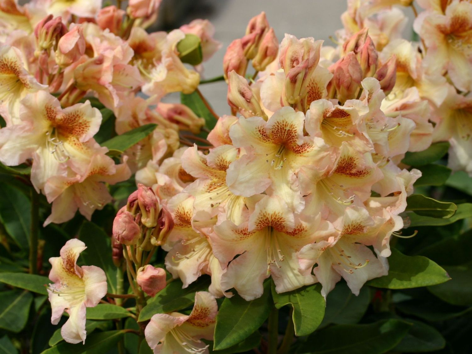 Rhododendron 'Bernstein'