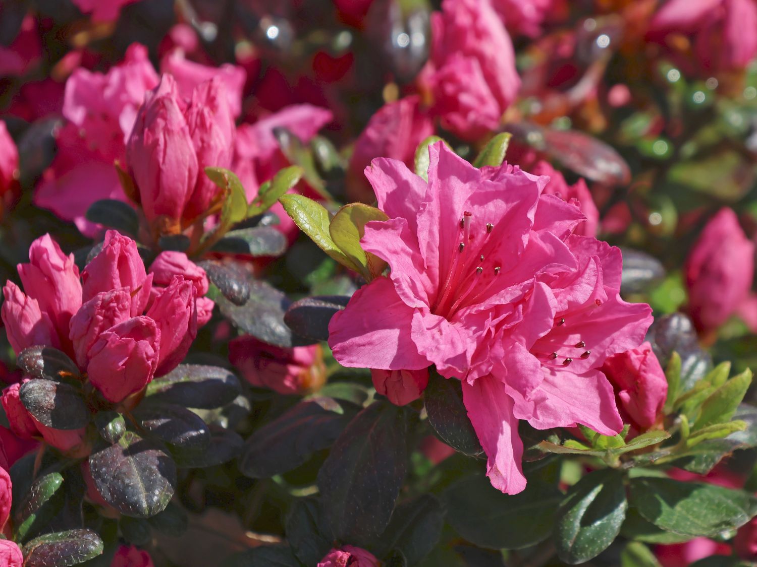 Rhododendron 'Bibi Blox'