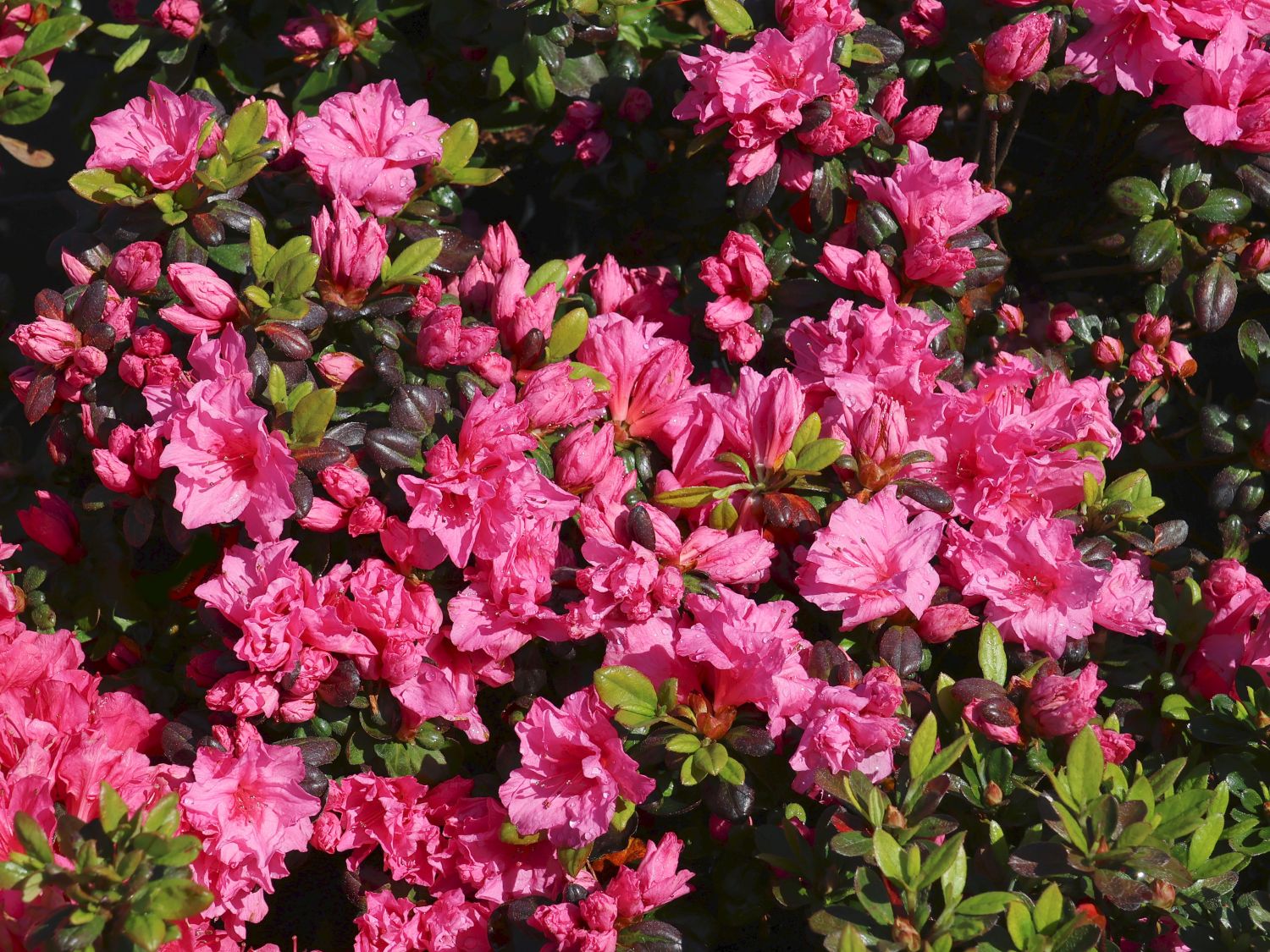 Rhododendron 'Bibi Blox' - Rhododendron obtusum 'Bibi Blox'