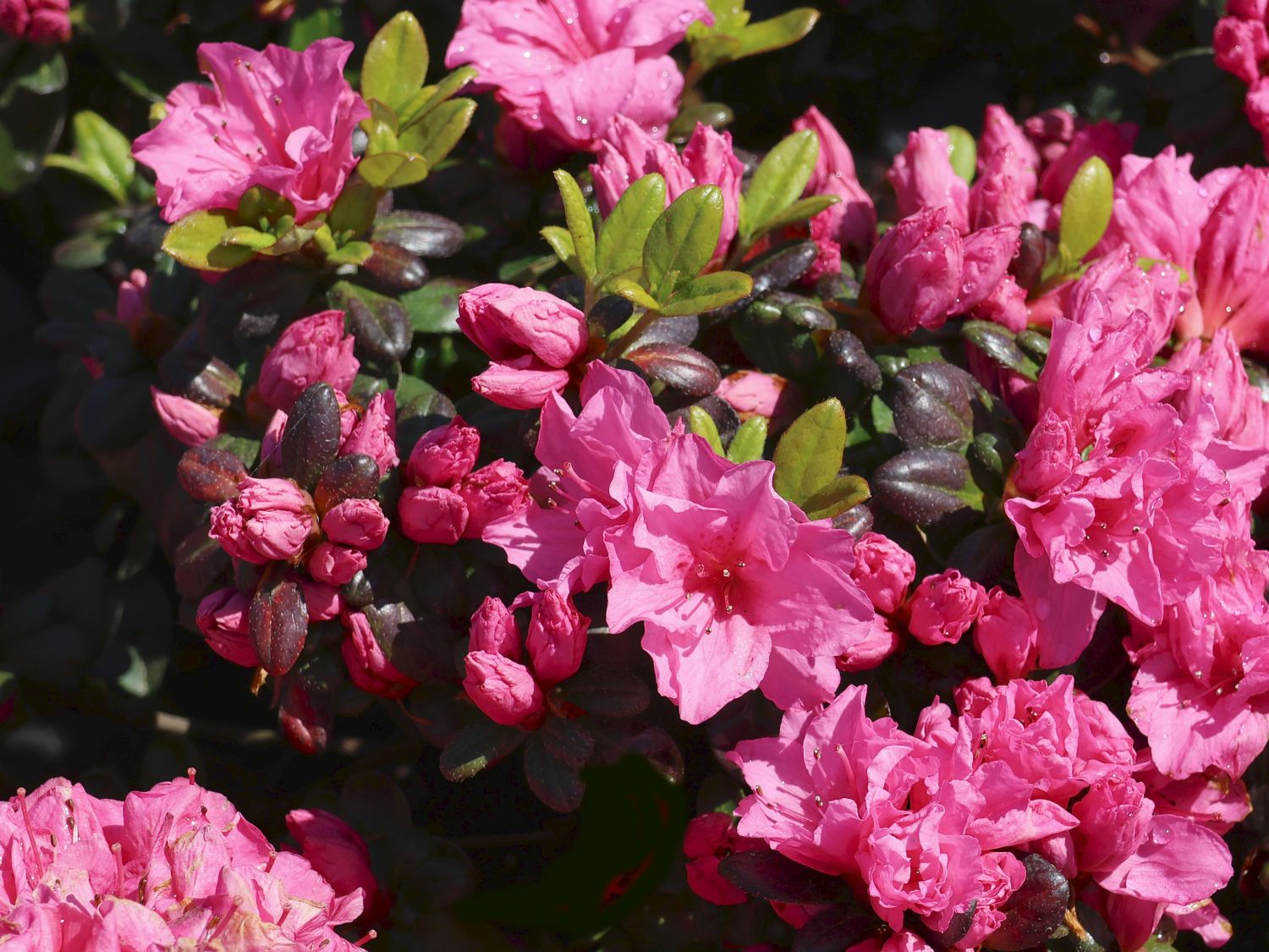 Rhododendron 'Bibi Blox' - Rhododendron obtusum 'Bibi Blox'