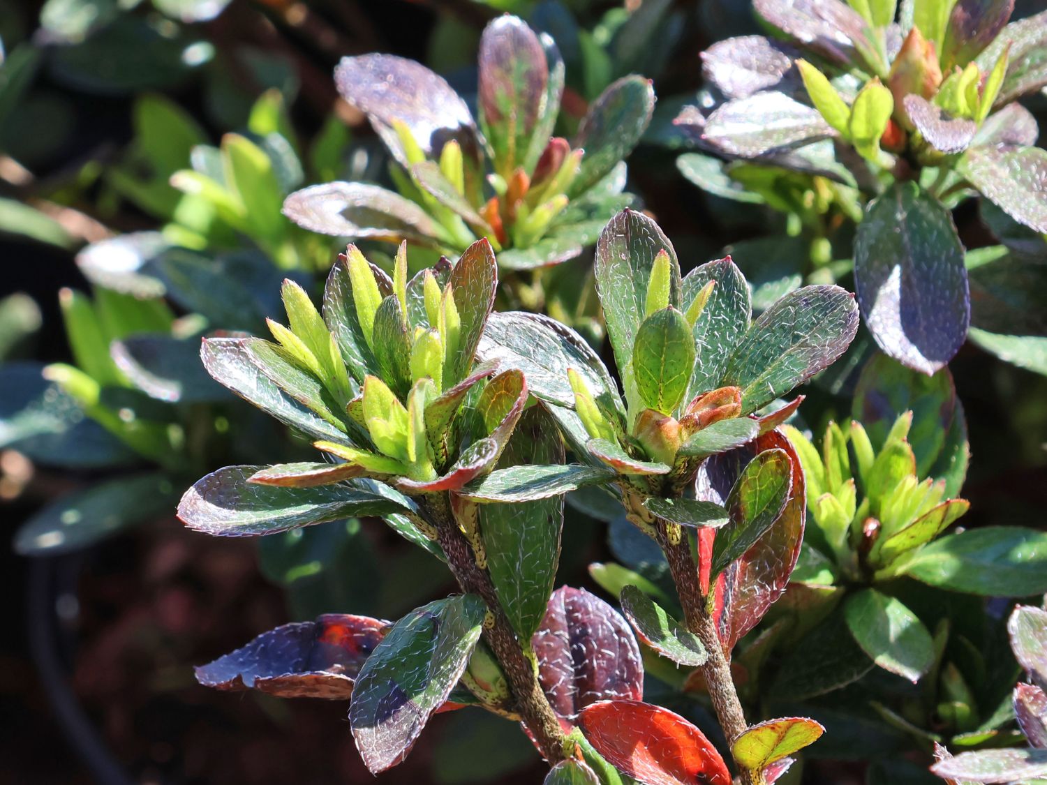 Rhododendron 'Bibi Blox' - Rhododendron obtusum 'Bibi Blox'