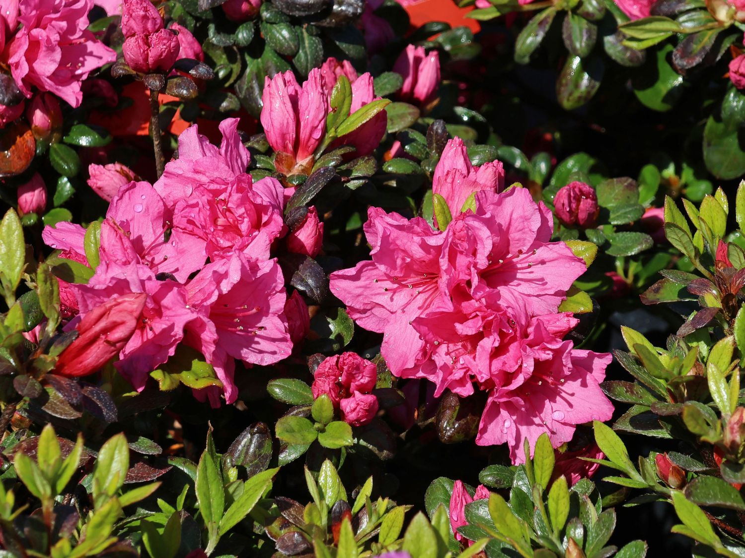 Rhododendron 'Bibi Blox' - Rhododendron obtusum 'Bibi Blox'