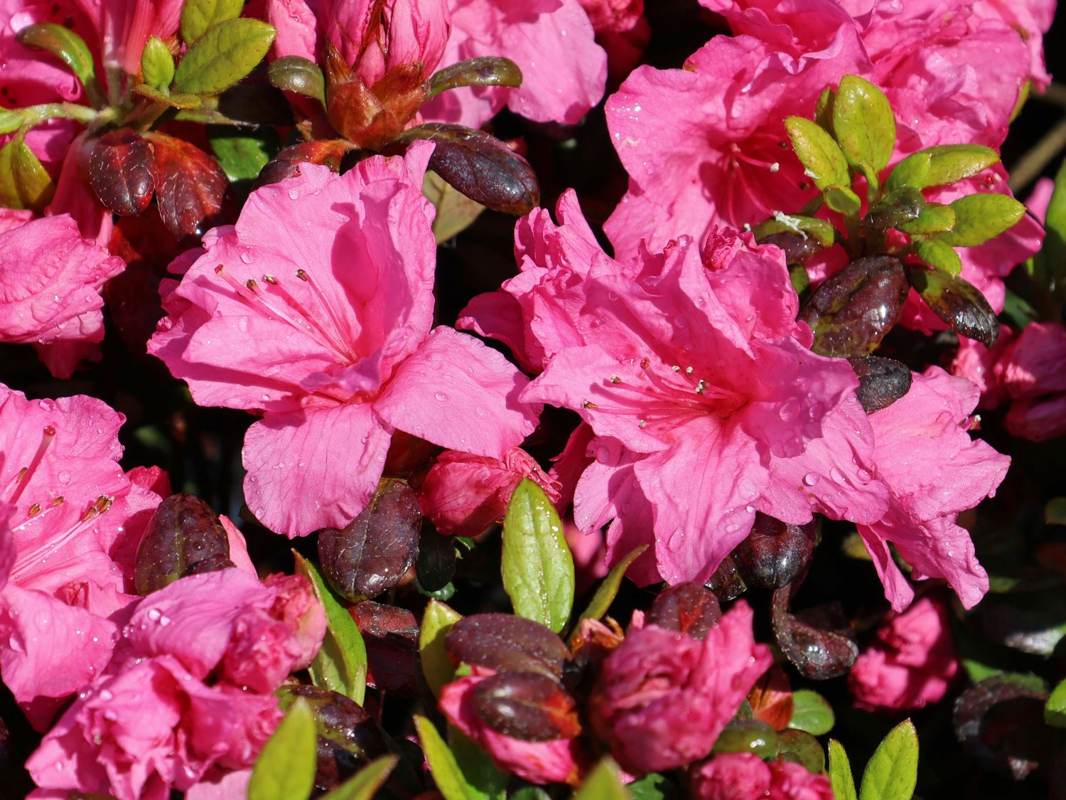 Rhododendron 'Bibi Blox' - Rhododendron obtusum 'Bibi Blox'