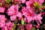 Rhododendron 'Bibi Blox' - Rhododendron obtusum 'Bibi Blox'