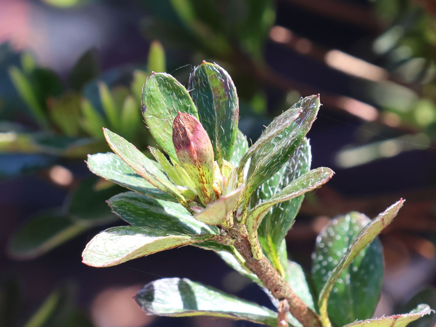 Rhododendron 'Bibi Blox' - Rhododendron obtusum 'Bibi Blox'
