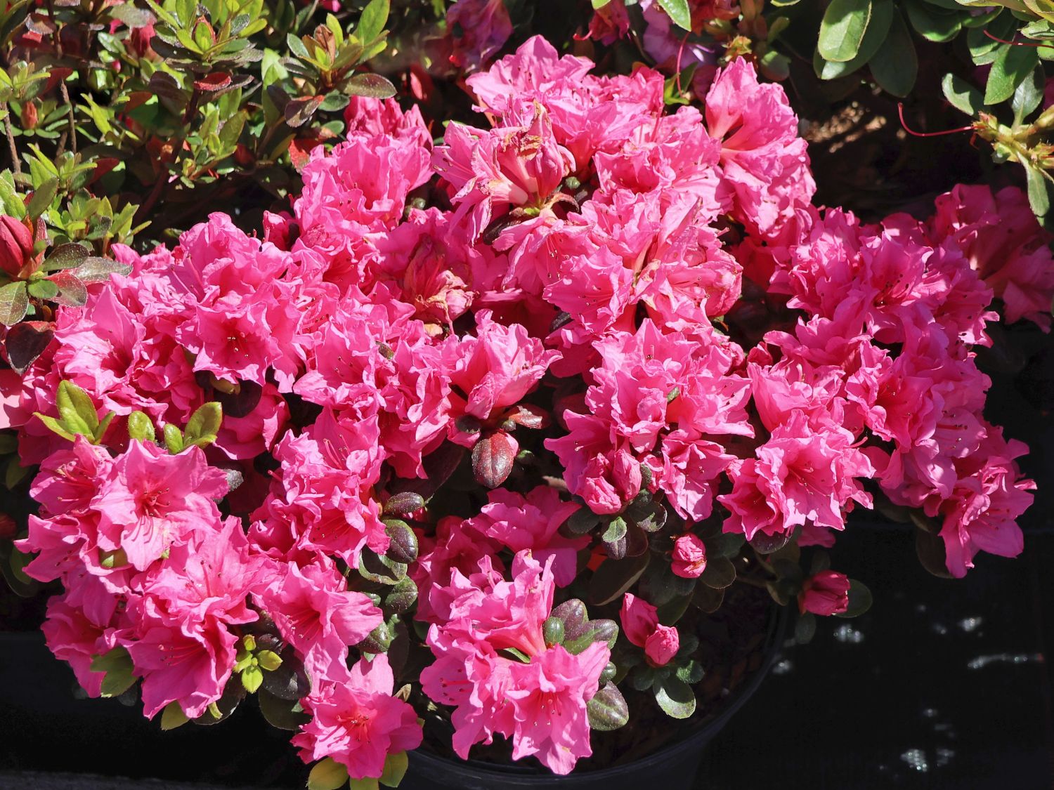 Rhododendron 'Bibi Blox' - Rhododendron obtusum 'Bibi Blox'