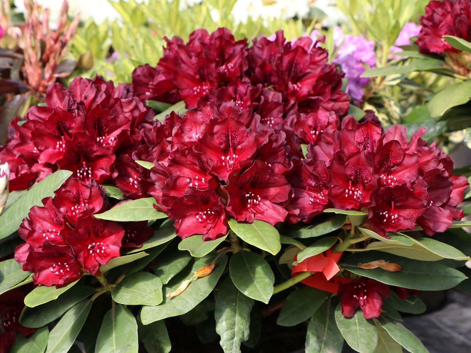 Rhododendron 'Black Widow'