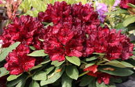 Rhododendron 'Black Widow'