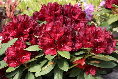 Rhododendron 'Black Widow' - Rhododendron Hybride 'Black Widow'