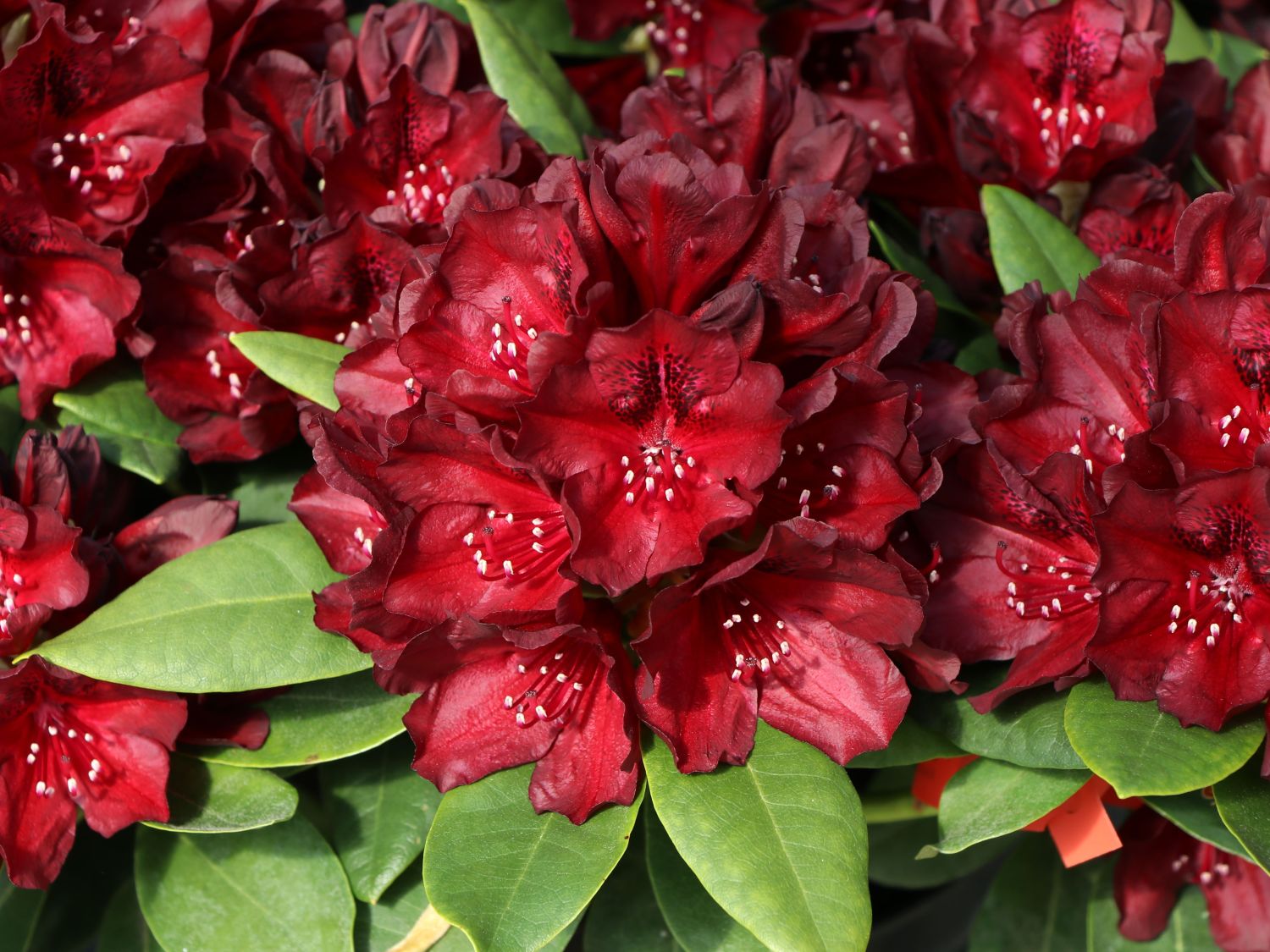 Rhododendron 'Black Widow' - Rhododendron Hybride 'Black Widow'