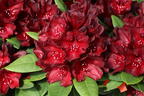 Rhododendron 'Black Widow' - Rhododendron Hybride 'Black Widow'