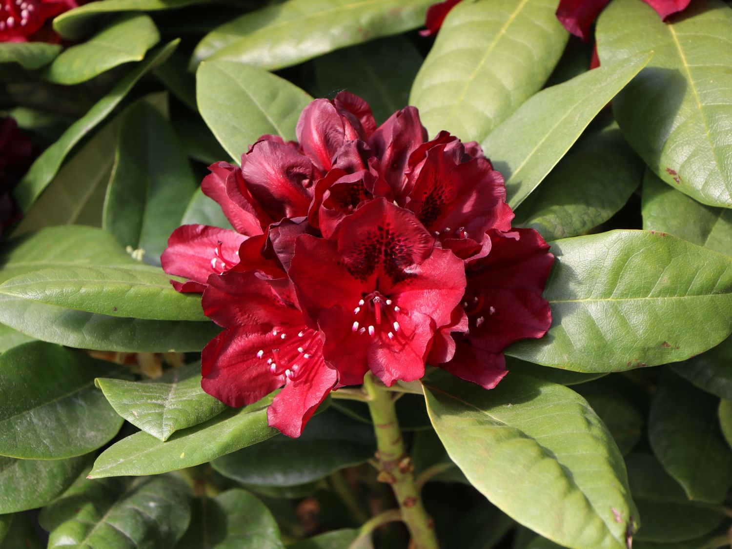 Rhododendron 'Black Widow' - Rhododendron Hybride 'Black Widow'