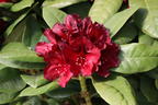 Rhododendron 'Black Widow' - Rhododendron Hybride 'Black Widow'