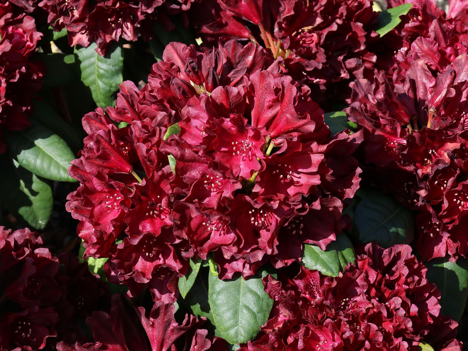 Rhododendron 'Black Widow' - Rhododendron Hybride 'Black Widow'