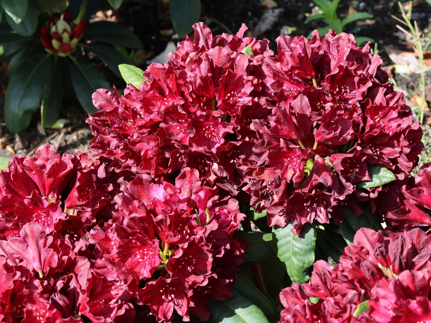 Rhododendron 'Black Widow' - Rhododendron Hybride 'Black Widow'