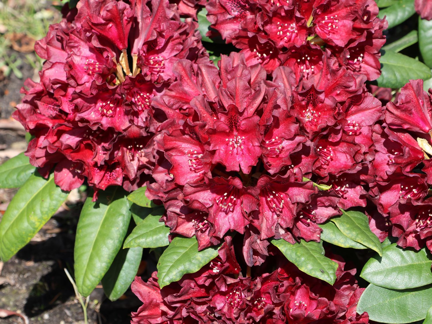 Rhododendron 'Black Widow' - Rhododendron Hybride 'Black Widow'