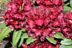 Rhododendron 'Black Widow' - Rhododendron Hybride 'Black Widow'