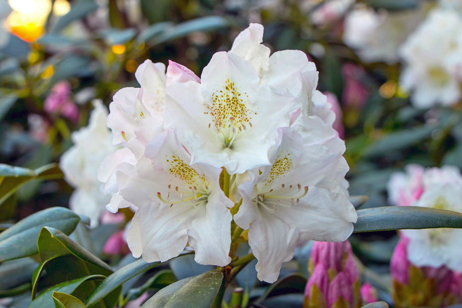 Rhododendron 'Blankenese'