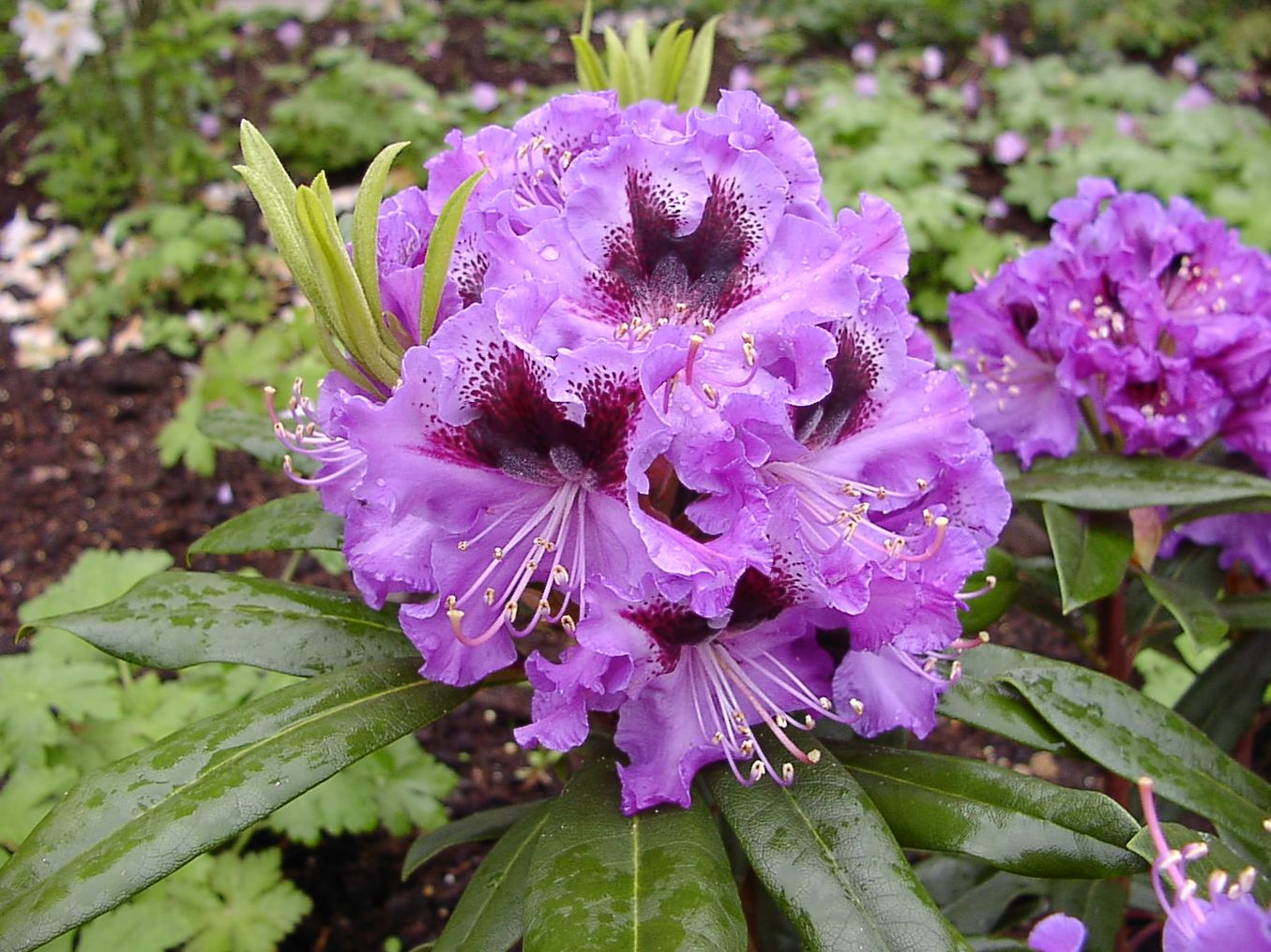 Rhododendron 'Blaue Jungs'