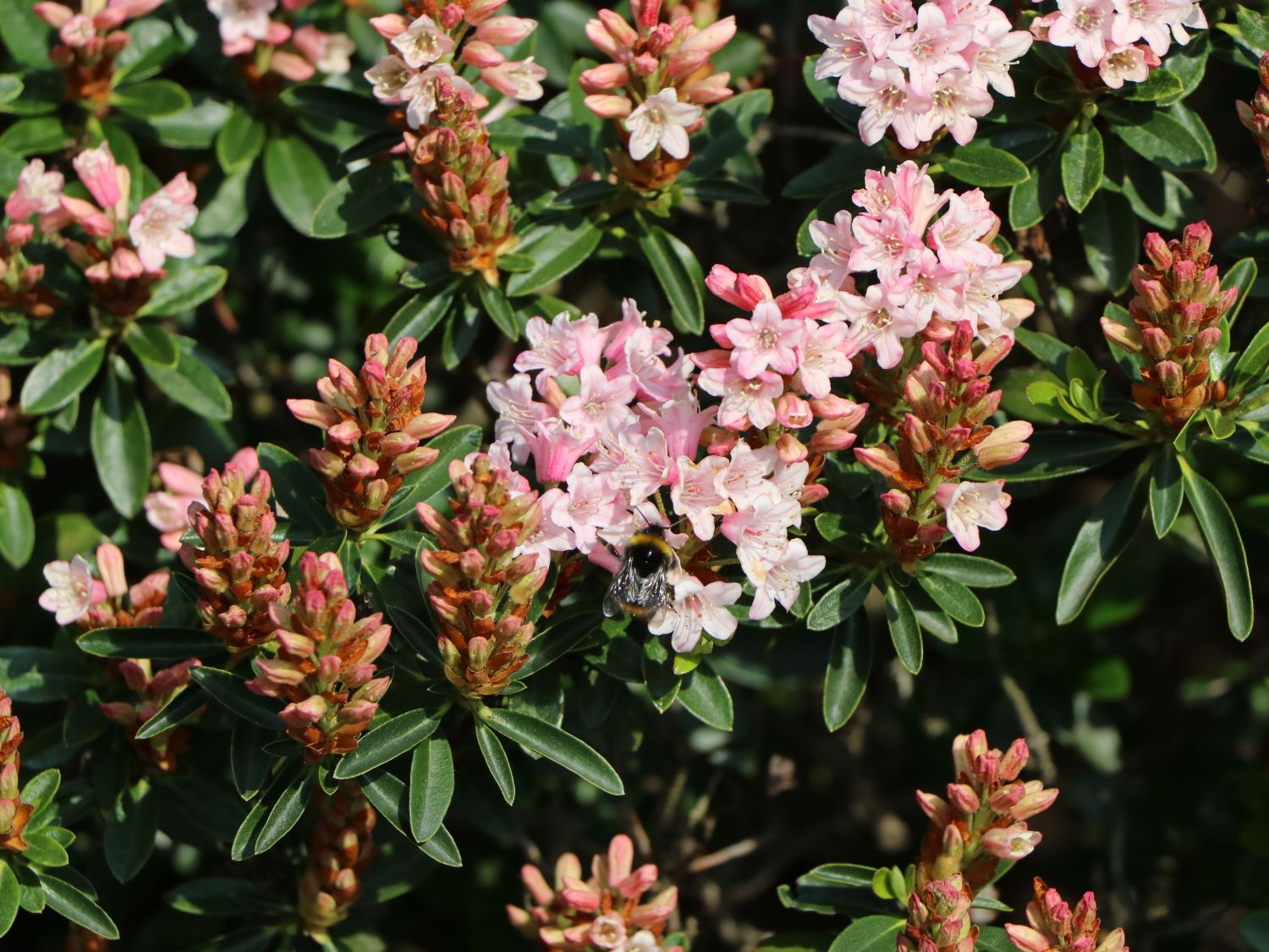 Rhododendron 'Bloombux' ® (Pink) - Rhododendron micranthum 'Bloombux' ® (Pink)