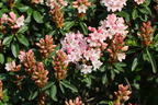 Rhododendron 'Bloombux' ® (Pink) - Rhododendron micranthum 'Bloombux' ® (Pink)
