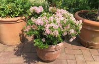 Rhododendron 'Bloombux' ® (Pink)