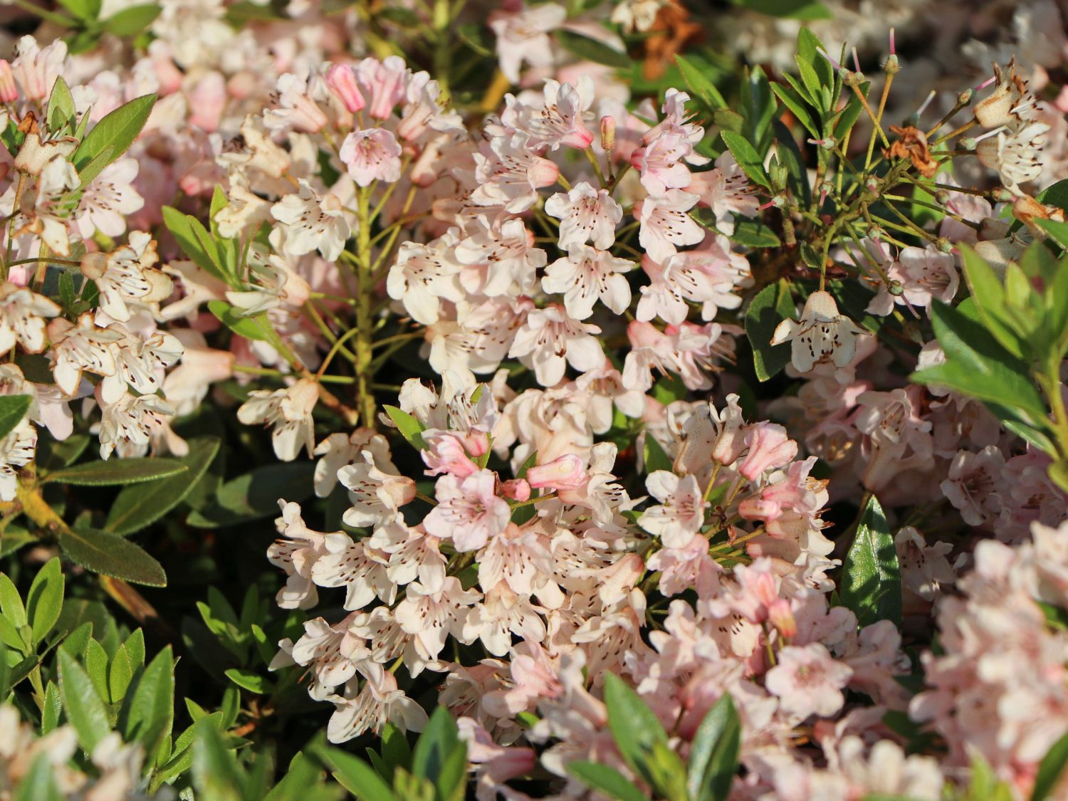Rhododendron 'Bloombux' ® (Pink) - Rhododendron micranthum 'Bloombux' ® (Pink)