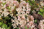 Rhododendron 'Bloombux' ® (Pink) - Rhododendron micranthum 'Bloombux' ® (Pink)