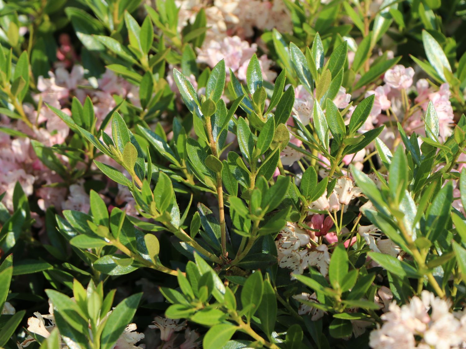 Rhododendron 'Bloombux' ® (Pink) - Rhododendron micranthum 'Bloombux' ® (Pink)