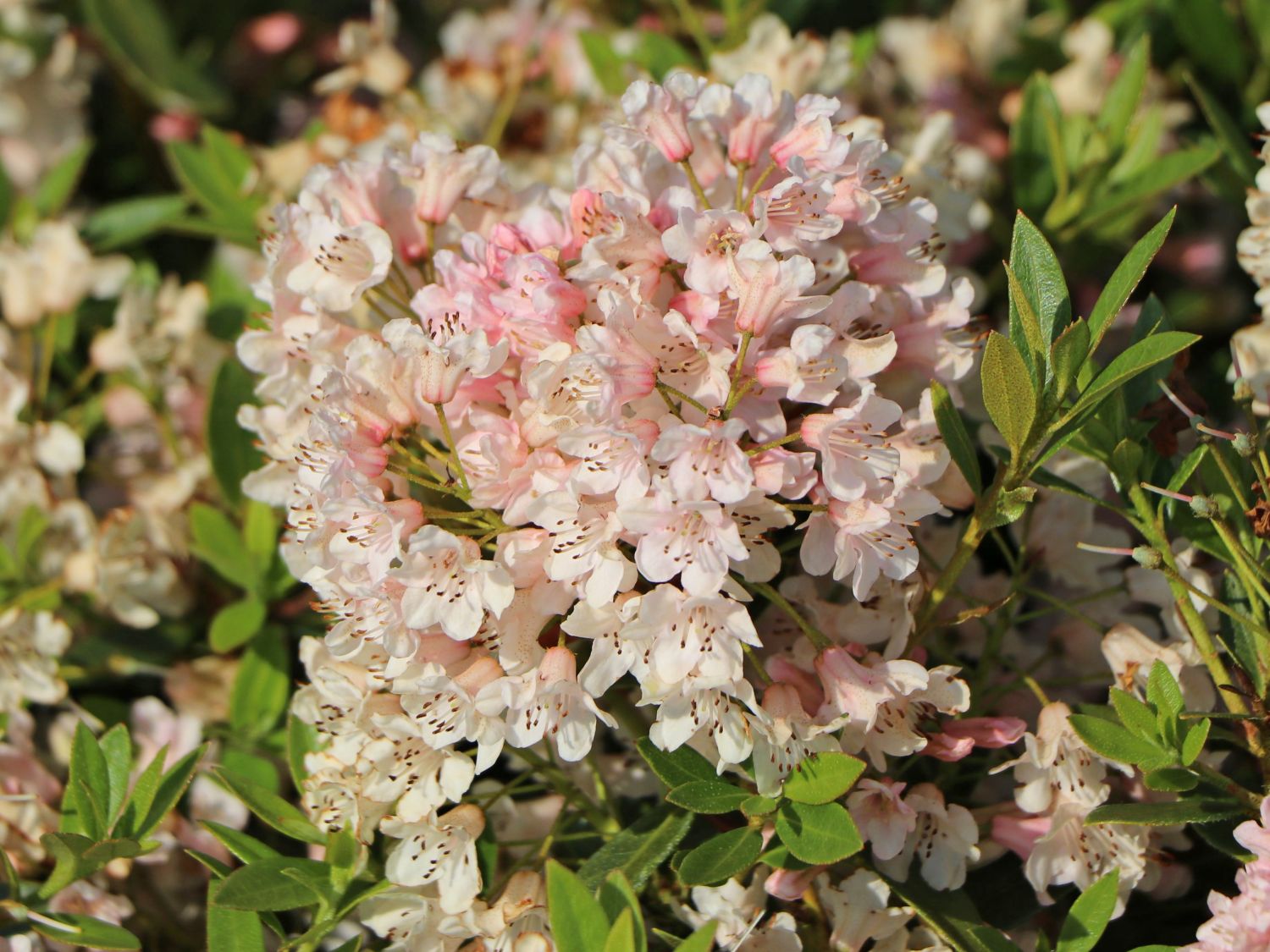 Rhododendron 'Bloombux' ® (Pink) - Rhododendron micranthum 'Bloombux' ® (Pink)