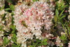 Rhododendron 'Bloombux' ® (Pink) - Rhododendron micranthum 'Bloombux' ® (Pink)