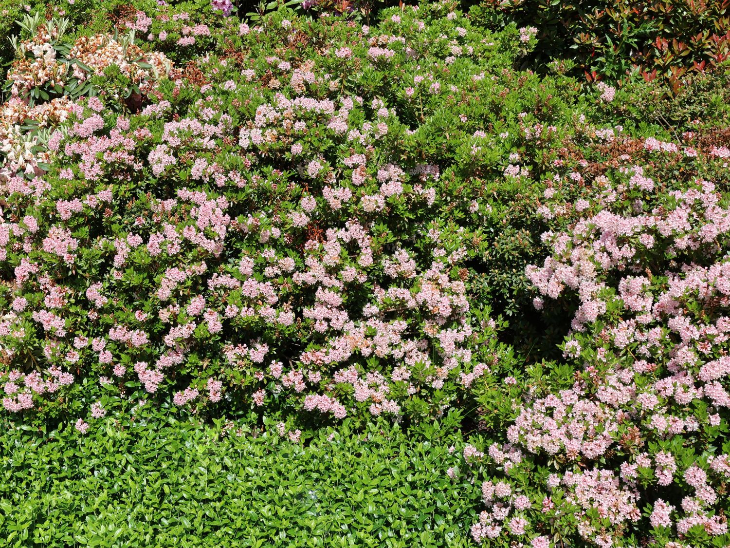 Rhododendron 'Bloombux' ® (Pink) - Rhododendron micranthum 'Bloombux' ® (Pink)
