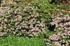 Rhododendron 'Bloombux' ® (Pink) - Rhododendron micranthum 'Bloombux' ® (Pink)