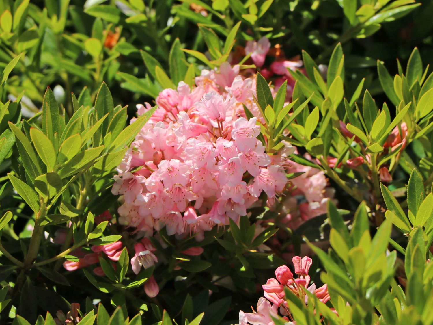 Rhododendron 'Bloombux' ® (Pink) - Rhododendron micranthum 'Bloombux' ® (Pink)