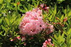 Rhododendron 'Bloombux' ® (Pink) - Rhododendron micranthum 'Bloombux' ® (Pink)