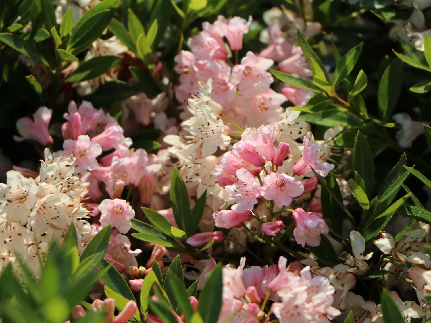 Rhododendron 'Bloombux' ® (Pink) - Rhododendron micranthum 'Bloombux' ® (Pink)