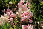 Rhododendron 'Bloombux' ® (Pink) - Rhododendron micranthum 'Bloombux' ® (Pink)