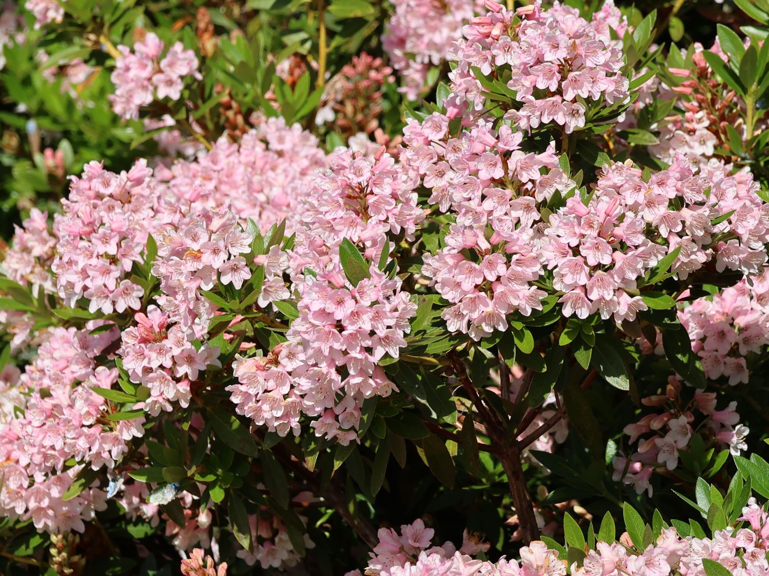 Rhododendron 'Bloombux' ® (Pink) - Rhododendron micranthum 'Bloombux' ® (Pink)