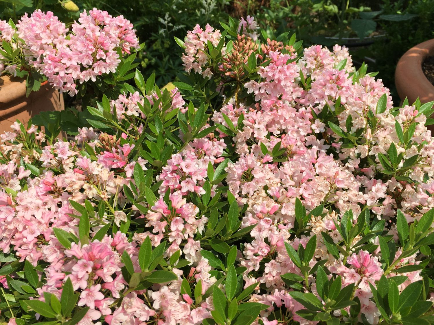 Rhododendron 'Bloombux' ® (Pink) - Rhododendron micranthum 'Bloombux' ® (Pink)