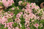 Rhododendron 'Bloombux' ® (Pink) - Rhododendron micranthum 'Bloombux' ® (Pink)