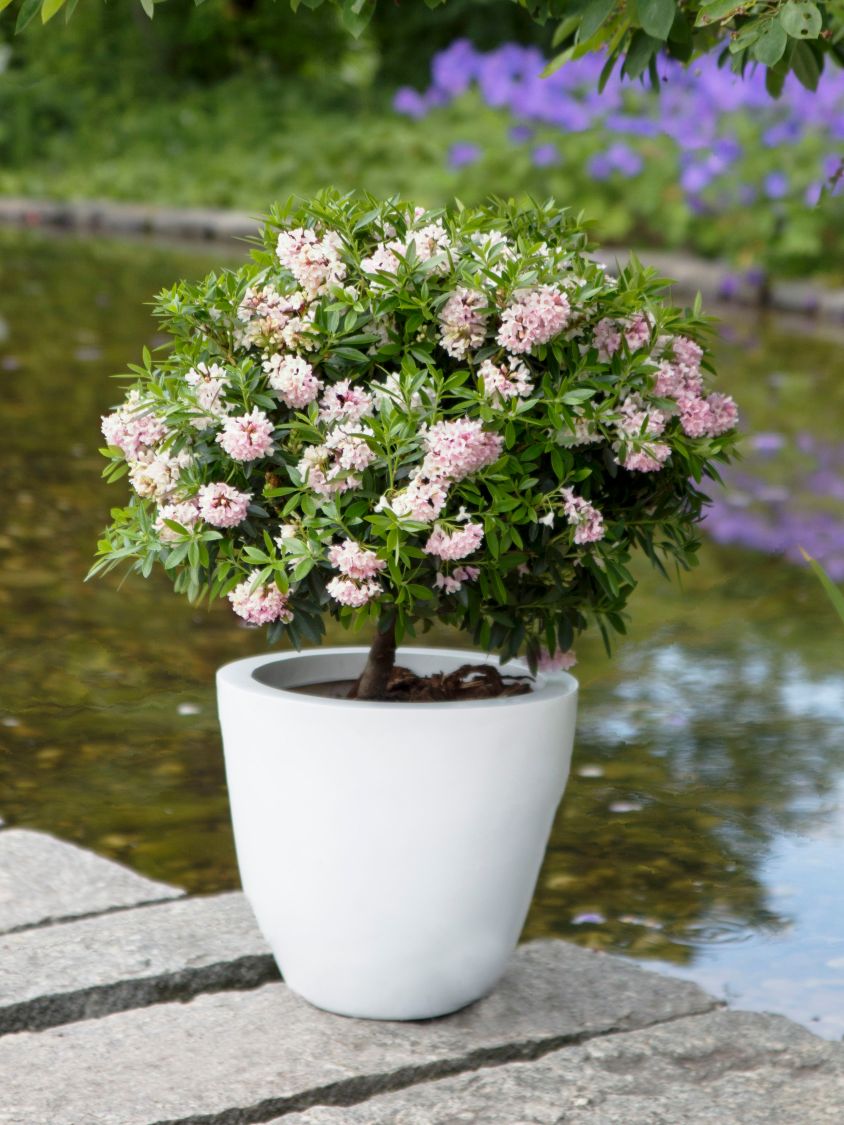 Rhododendron 'Bloombux' ® (Pink) - Rhododendron micranthum 'Bloombux' ® (Pink)