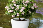 Rhododendron 'Bloombux' ® (Pink) - Rhododendron micranthum 'Bloombux' ® (Pink)
