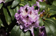 Rhododendron 'Blue Peter'