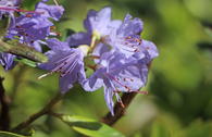 Rhododendron 'Blue Tit Magor'