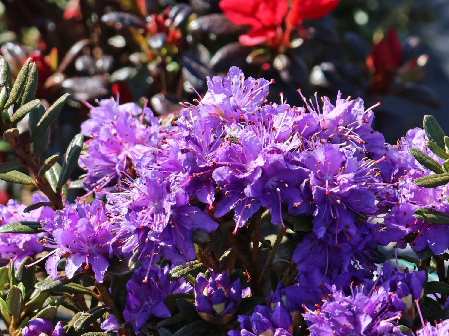 Rhododendron 'Blue Wonder'